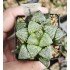 Haworthia 'MERMAID'' Renny Wong Hybrid