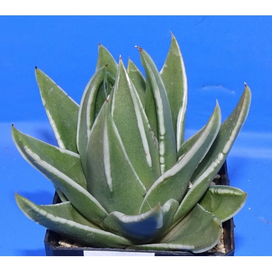 Haworthia / Tulista marginata 'WHITE EDGE'