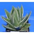 Haworthia / Tulista marginata 'WHITE EDGE'