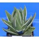 Haworthia / Tulista marginata 'WHITE EDGE'