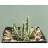 Haworthia ( TENSHI NO NAMIDA ) Tears of Angel