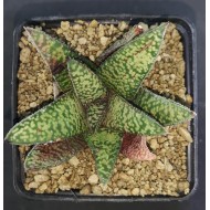 Haworthia koelmaniorum X Gasteria 'BLACK PALM KING'  沙鱼掌杂黑王