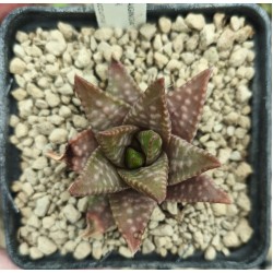 Haworthia 'DAIGINGA' 「大 銀 河」 'GALAXY' 银河