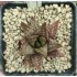Haworthia 'DAIGINGA' 「大 銀 河」 'GALAXY' 银河