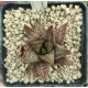 Haworthia 'DAIGINGA' 「大 銀 河」 'GALAXY' 银河