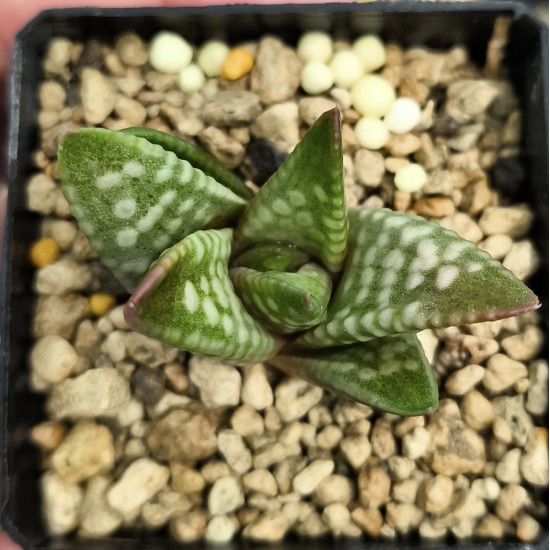 Haworthia 'DAIGINGA' 「大 銀 河」 'GALAXY' 银河