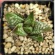 Haworthia 'DAIGINGA' 「大 銀 河」 'GALAXY' 银河