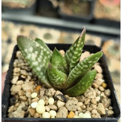 Haworthia 'DAIGINGA' 「大 銀 河」 'GALAXY' 银河