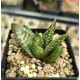 Haworthia 'DAIGINGA' 「大 銀 河」 'GALAXY' 银河