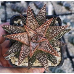 Haworthia 'Nagori Yuki-A' 雪A Renny Wong hybrid