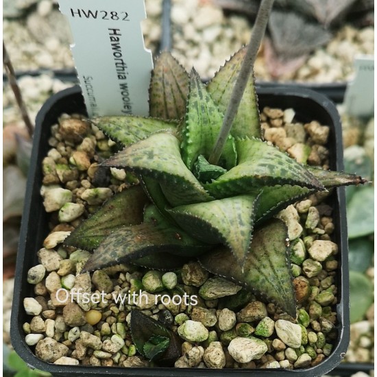 Haworthia wooleyi hybrid