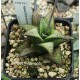 Haworthia wooleyi hybrid