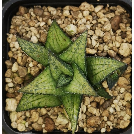 Haworthia wooleyi hybrid