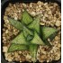 Haworthia wooleyi hybrid