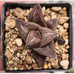 Haworthia 'OLD FOLKS'