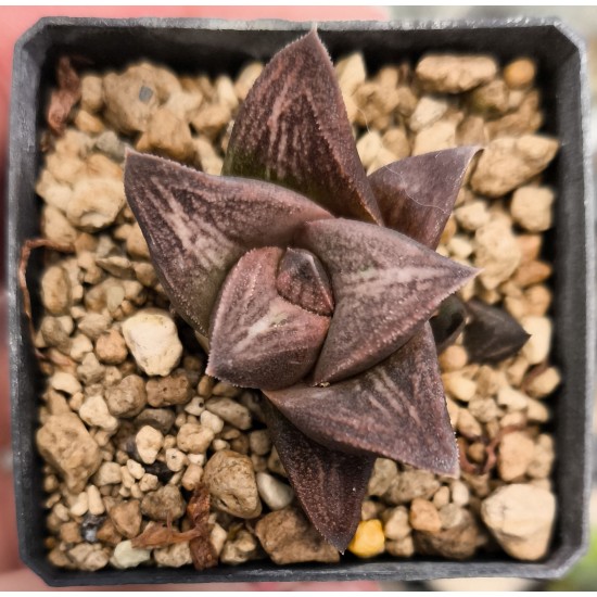 Haworthia 'OLD FOLKS'