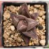 Haworthia 'OLD FOLKS'