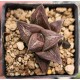 Haworthia 'OLD FOLKS'