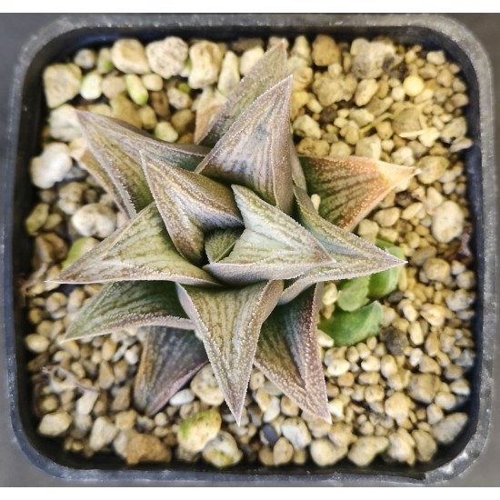 Haworthia 'SILVER KIN TAY KIO'