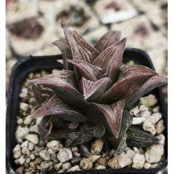 Haworthia 'SILVER KIN TAY KIO'