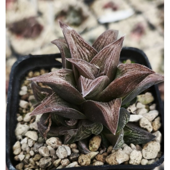 Haworthia 'SILVER KIN TAY KIO'