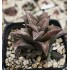 Haworthia 'SILVER KIN TAY KIO'