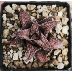 Haworthia 'SILVER KIN TAY KIO'