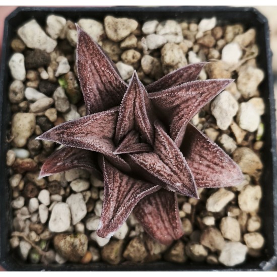 Haworthia 'SILVER KIN TAY KIO'