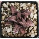 Haworthia 'SILVER KIN TAY KIO'