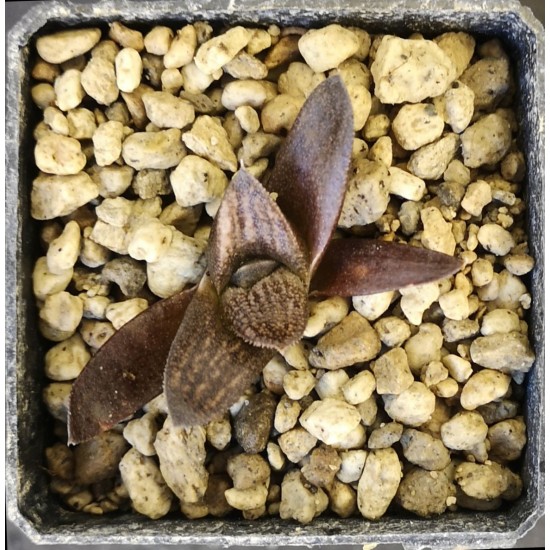 Haworthia 'SILVER KIN TAY KIO'