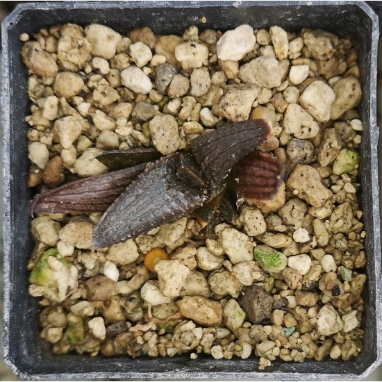 Haworthia koelmaniorum , special clone, proliferic form