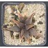 Haworthia koelmaniorum , special clone, proliferic form