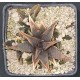 Haworthia koelmaniorum , special clone, proliferic form