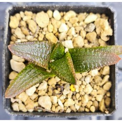 Haworthia koelmaniorum , special clone, proliferic form