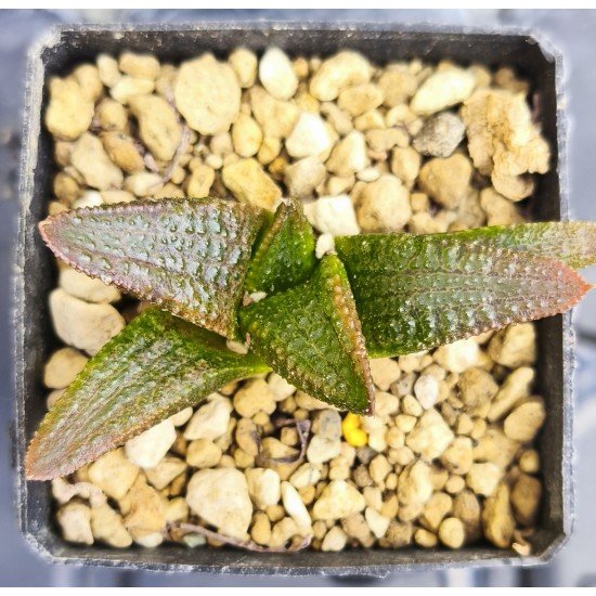 Haworthia koelmaniorum , special clone, proliferic form Haworthia koelmaniorum , special clone, proliferic form