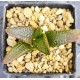 Haworthia koelmaniorum , special clone, proliferic form Haworthia koelmaniorum , special clone, proliferic form