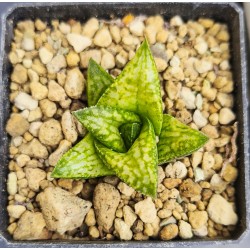 Haworthia Nagareboshi venosa Hyb.
