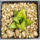 Haworthia Nagareboshi venosa Hyb. Haworthia Nagareboshi venosa Hyb.
