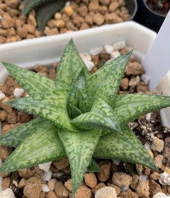 Hardleaf