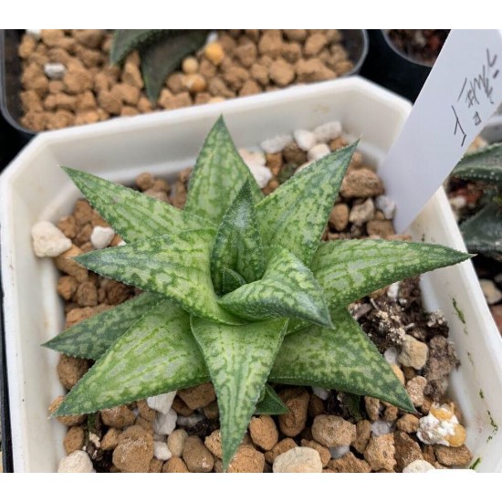 Haworthia Nagareboshi venosa Hyb.