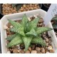 Haworthia Nagareboshi venosa Hyb.