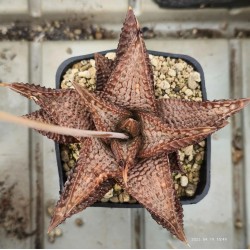 Haworthia koelmaniorum 'NIOMON' Kuroo Shisei "Nioumon