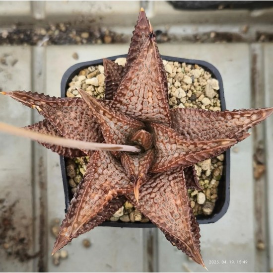 Haworthia koelmaniorum 'NIOMON' Kuroo Shisei "Nioumon Haworthia koelmaniorum 'NIOMON' Kuroo Shisei "Nioumon