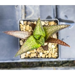 Haworthia koelmaniorum 'NIOMON' Kuroo Shisei "Nioumon