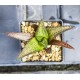 Haworthia koelmaniorum 'NIOMON' Kuroo Shisei "Nioumon Haworthia koelmaniorum 'NIOMON' Kuroo Shisei "Nioumon