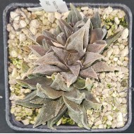 Haworthia 'ALLIGATOR PAIR'