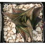 Haworthia 'Suiga'