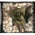 Haworthia 'Suiga'