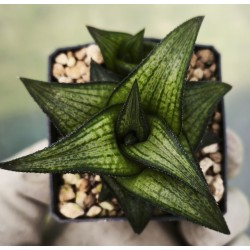 Haworthia 'Suiga'