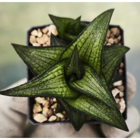 Haworthia 'Suiga'